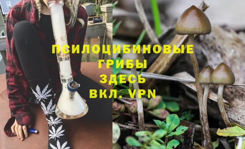 Псилоцибиновые грибы Psilocybine cubensis  Йошкар-Ола 